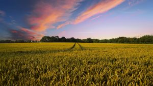 noticias-maquinaria-tatoma-feria-agricola