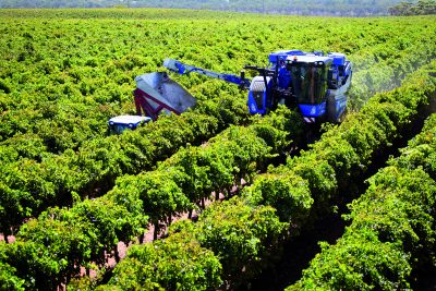 noticias-maquinaria-newholland-vendimiando