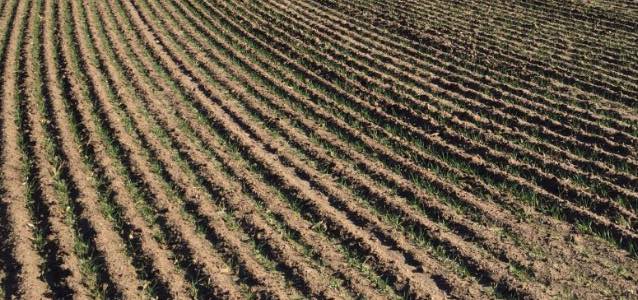 noticias-maquinaria-siembra directa de AG GROUP