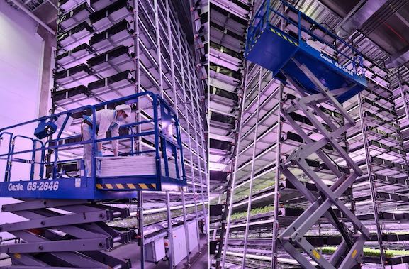 noticias maquinaria Plataformas de tijera eléctricas Genie® GSTM-2632 en una granja vertical