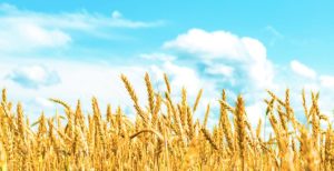 noticias maquinaria AGCO suspende envíos a Rusia