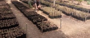 noticias maquinaria SAME de SDF reforestación Tanzania