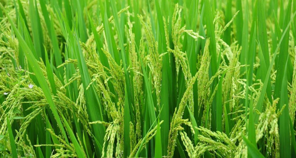 noticias maquinaria Kubota establece una empresa del grupo en Hawái