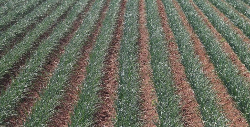 noticias maquinaria maquinaria agrícola inteligente en la agricultura de carbono