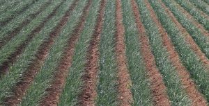 noticias maquinaria maquinaria agrícola inteligente en la agricultura de carbono
