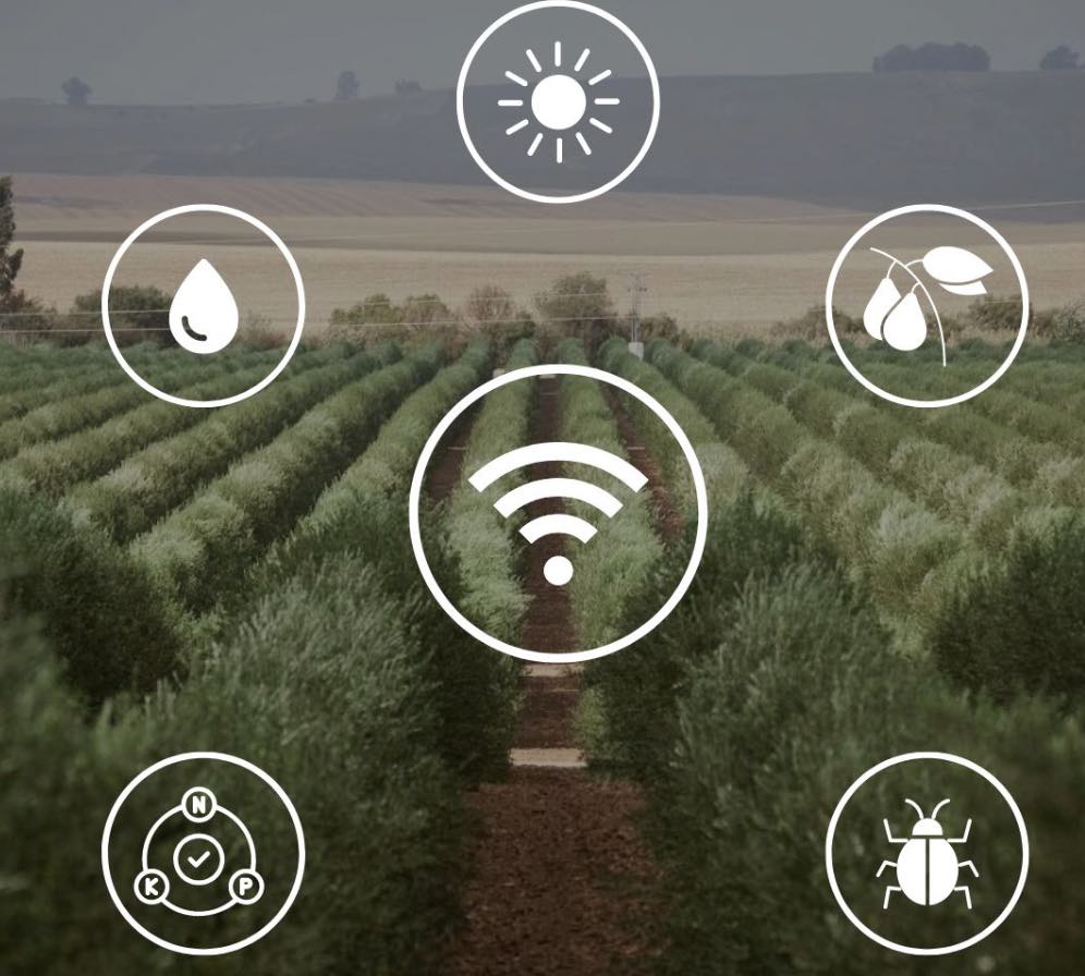 noticias maquinaria MASUR Agro, eficiencia en el cultivo del olivar