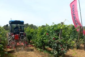 noticias maquinaria ID David entre los Viñedos de Vallformosa
