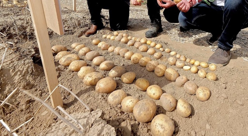 PotatoEurope 2026 sistemas ventilación almacenamiento patatas noticias maquinaria-2