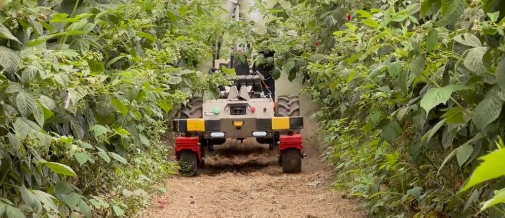 AGROBOT Kiko lleva la automatización a los cultivos de frambuesa noticias maquinaria